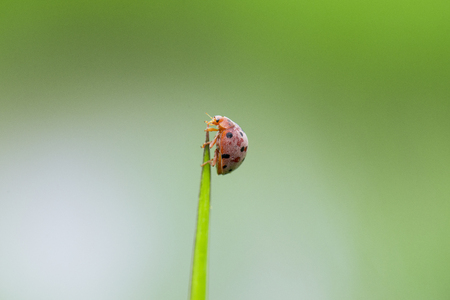 Ladybug on green leaf