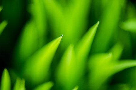 Water drops on the green grass.の写真素材