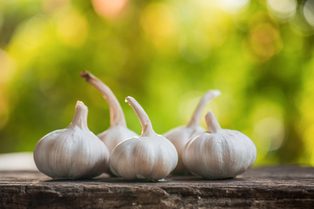 garlicの写真素材