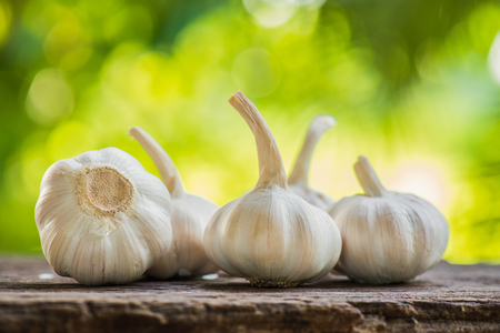 garlicの写真素材