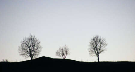 and three treesの写真素材