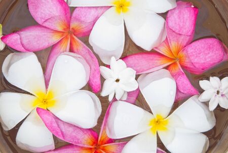Plumeria flowers blossom red and white, floating in a bowlの写真素材