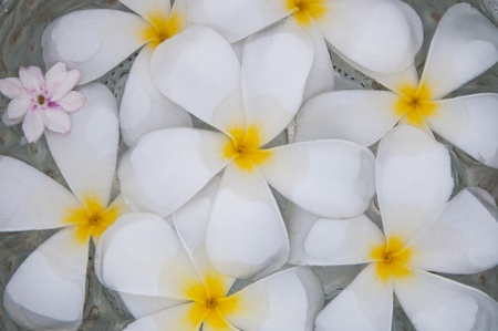 Plumeria flowers blossom white, floating in a bowlの写真素材