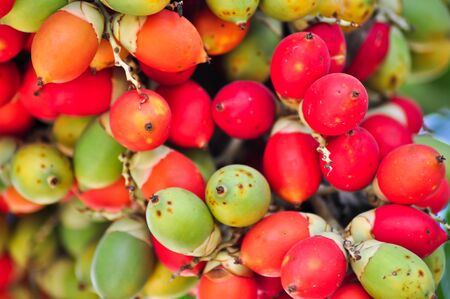 Palm fruits green, orange, red