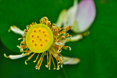 Fruits of the lotus petals just fall awayの写真素材