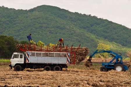 Harvesting and transporting Sugarcane to sugar millsの写真素材
