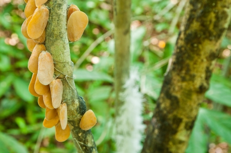 The adult brown Psyllids perched on a tree in the forest as a group の写真素材