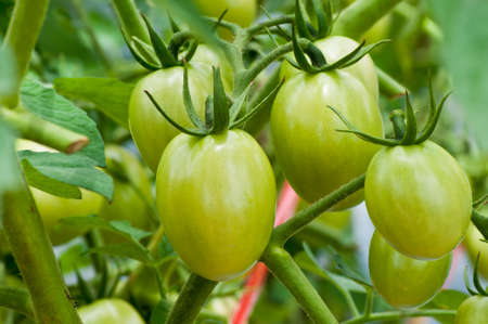Tomato fruit that have not ripe の写真素材