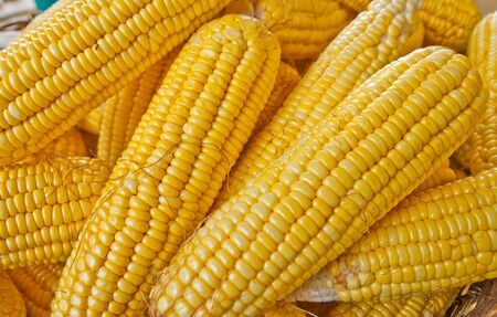 Corn is ripe, it is yellow の写真素材