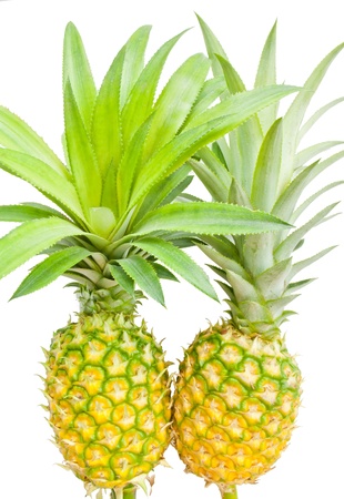 The one fresh pineapple paired with leaves の写真素材