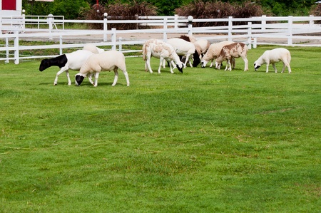 Sheep farm rearing for visitors の写真素材