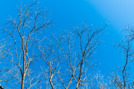 Leafless branches in the blue sky 