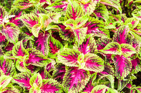 Painted nettle or Flame nettle or Coleus atropurpurrus Benthの写真素材