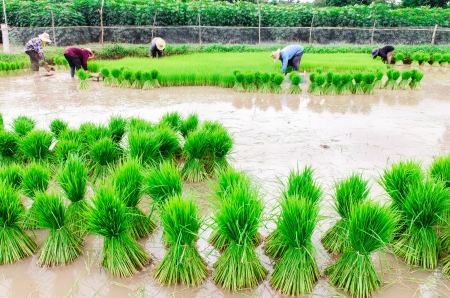 Rice farmers are withdrawing the seedlings and transplanting rice seedlings in the field next の写真素材