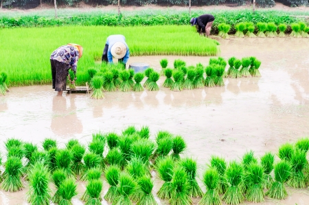 Rice farmers are withdrawing the seedlings and transplanting rice seedlings in the field next の写真素材