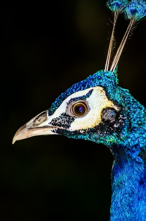 Peacocks staring head on black background の写真素材