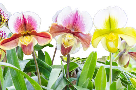 Paphiopedilum flowers are orange-yellow light の写真素材