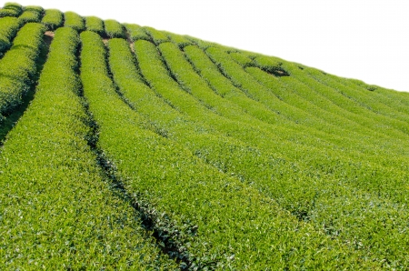 Row of tea trees are planted along the hillside の写真素材