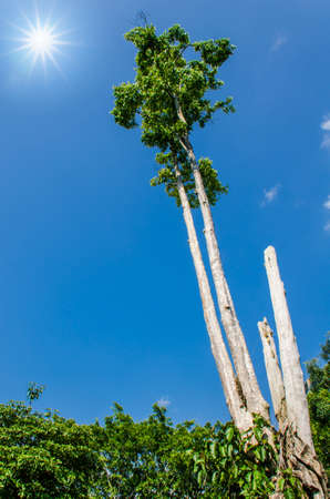 Tree with sun and blue sky の写真素材