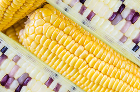 Differences of white and yellow corn の写真素材