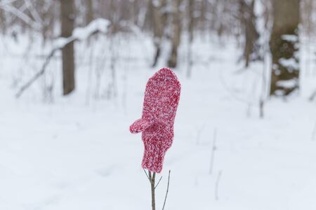 mitten on a branch in the forestの写真素材
