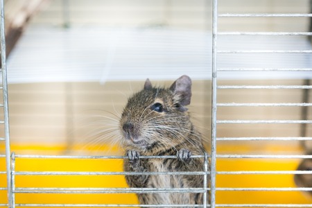 Degu climbs out of the cell. concept of petsの写真素材