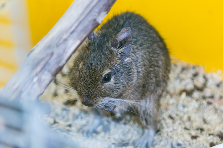 funny domestic degu squirrel in his house. concept of petsの写真素材