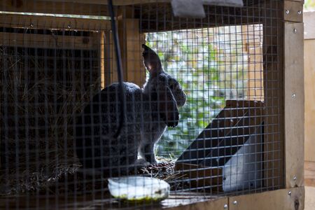 a gray rabbit in a cage, eating food, looking at the camera, rabbit ears, rabbit locked up, home grown rabbits A rabbit Peeps out of the cage. Purebred rabbits grown in a home farm. の写真素材