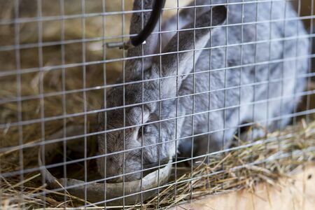 a gray rabbit in a cage, eating food, looking at the camera, rabbit ears, rabbit locked up, home grown rabbits A rabbit Peeps out of the cage. Purebred rabbits grown in a home farm. の写真素材