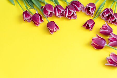 Spring concept. Pink Purple tulips on yellow background. Copy space. Spring bannerの写真素材