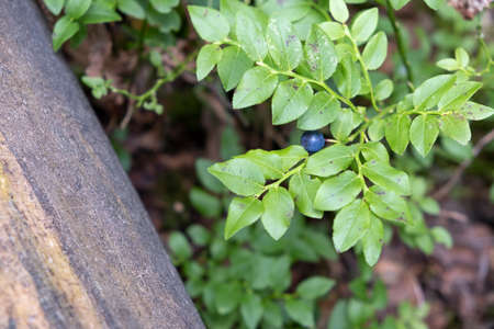 Beautiful fresh purple blueberries in the woodsの写真素材