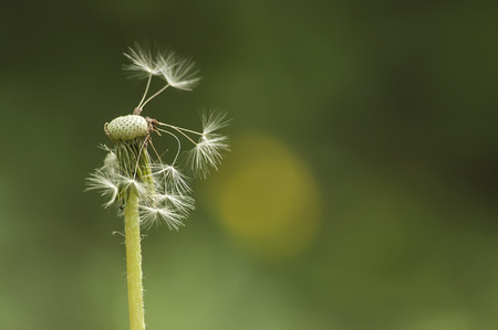 torn by the wind dandelions