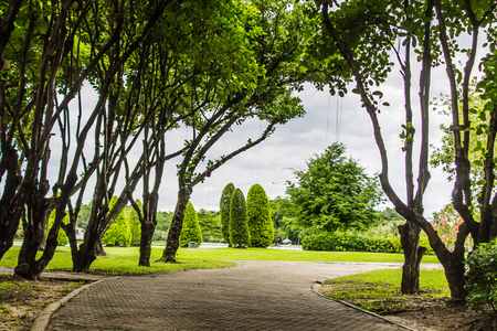The landscape in the garden is light green leaves are part of nature look and feel fresh.の写真素材