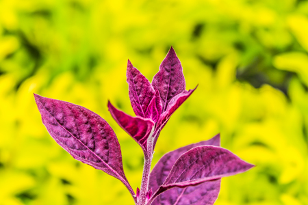 In the garden there are many varieties of flowers. A garden of natureの写真素材