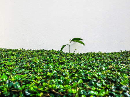 Mango trees are growing along the wall. Ecological system of natureの写真素材