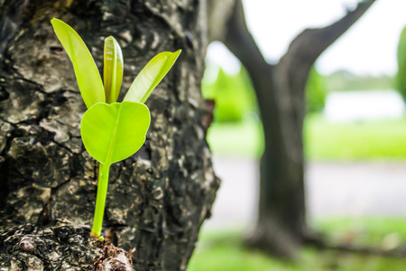 Tree branches For growth A system of natureの写真素材