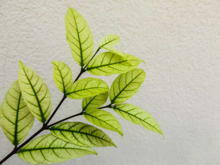 Leaves light green against the white wall.