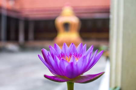 Lotus is blooming in the morning.の写真素材