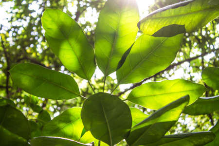 Orange sun shines in green foliage in the forest.