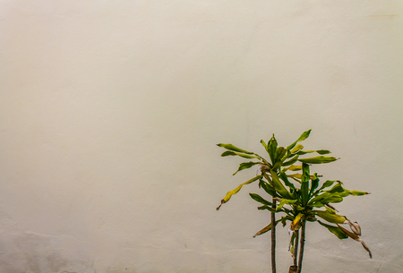 Background white wall vintageの写真素材