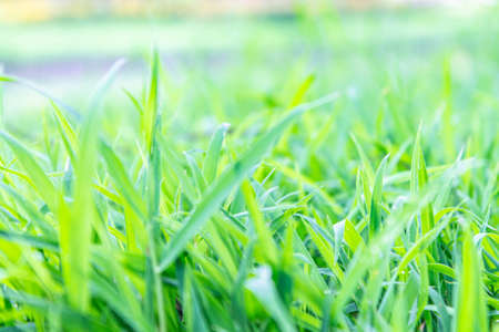 The nature of the grass in the garden yard and the lush green leaves in the morning sun. beautiful morning in rainy seasonの写真素材