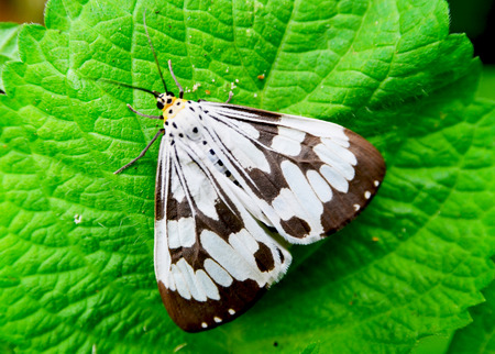 a butterflyの写真素材