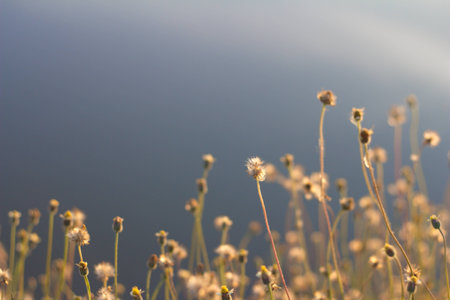 Grass flower in the evening