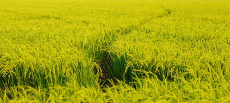 Fields, when mature, morning sunの写真素材