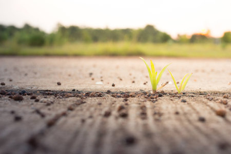 Seeds in morning sun lightの写真素材