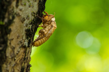 Cricket moltの写真素材