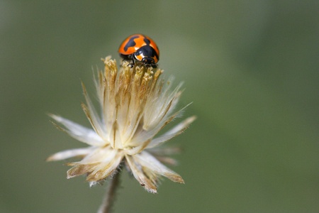 ladybug