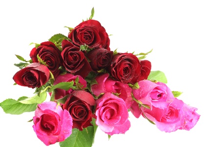 Red and pink roses isolated on white background の写真素材