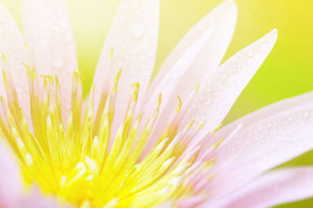 art pastel beautiful  flowers with color filters and noon day sun.の写真素材