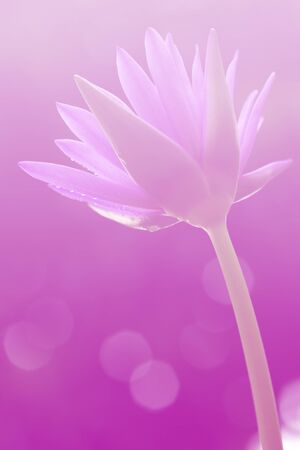 art pastel beautiful  flowers with color filters and noon day sun.の写真素材